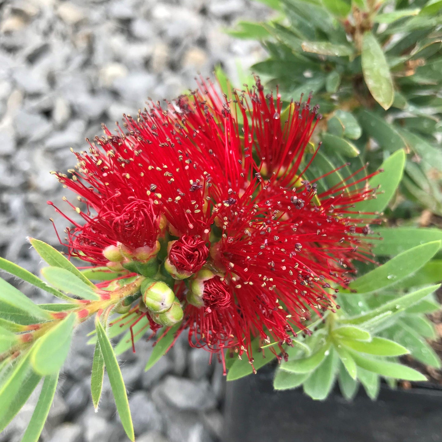 Callistemon ‘Little John’ (Dwarf Bottlebrush)