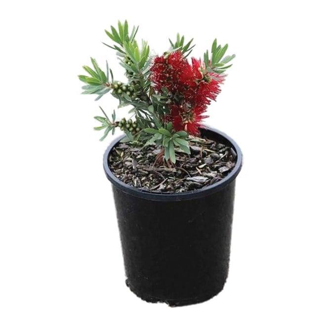 Callistemon ‘Little John’ (Dwarf Bottlebrush)