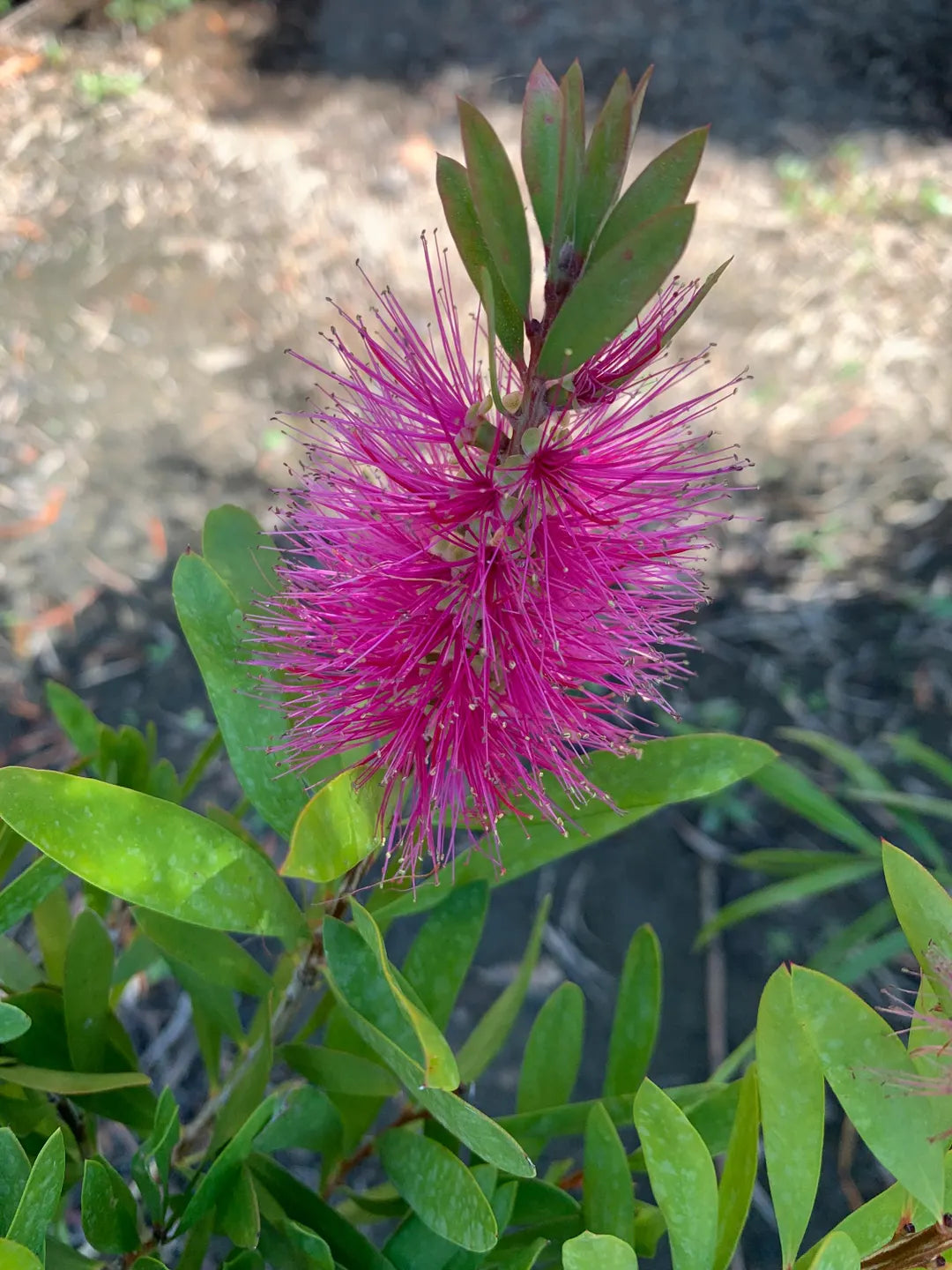Callistemon 'Purple Cloud' (Purple Cloud Bottlebrush)