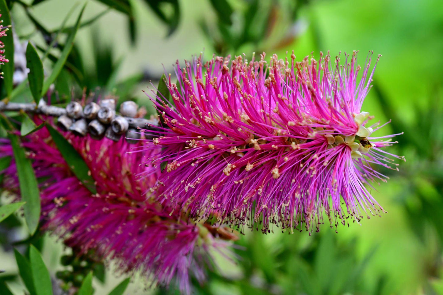 Callistemon 'Purple Cloud' (Purple Cloud Bottlebrush)