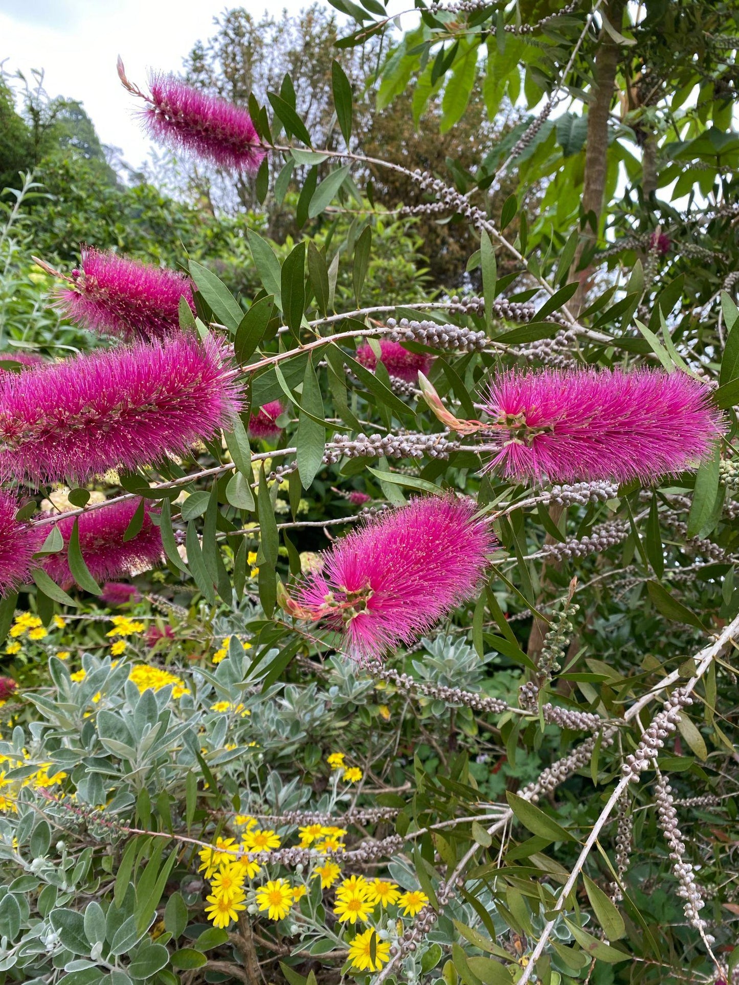Callistemon 'Purple Cloud' (Purple Cloud Bottlebrush)