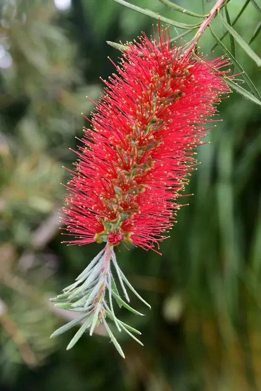 Callistemon Salignus ‘Red Form’ (Red Form Willow Bottlebrush) (CLEARANCE)