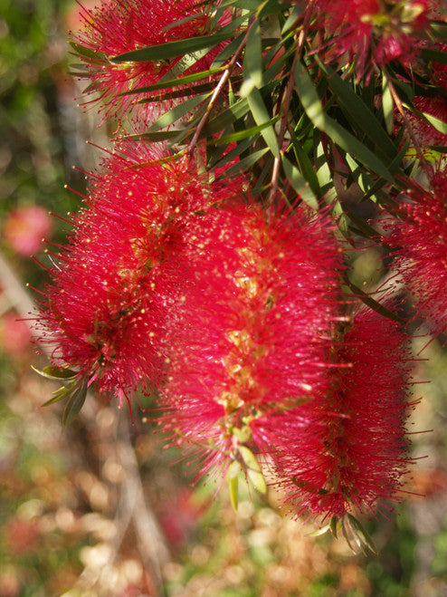 Callistemon Viminalis ‘CV01’ Slim™ (Slim Bottlebrush)
