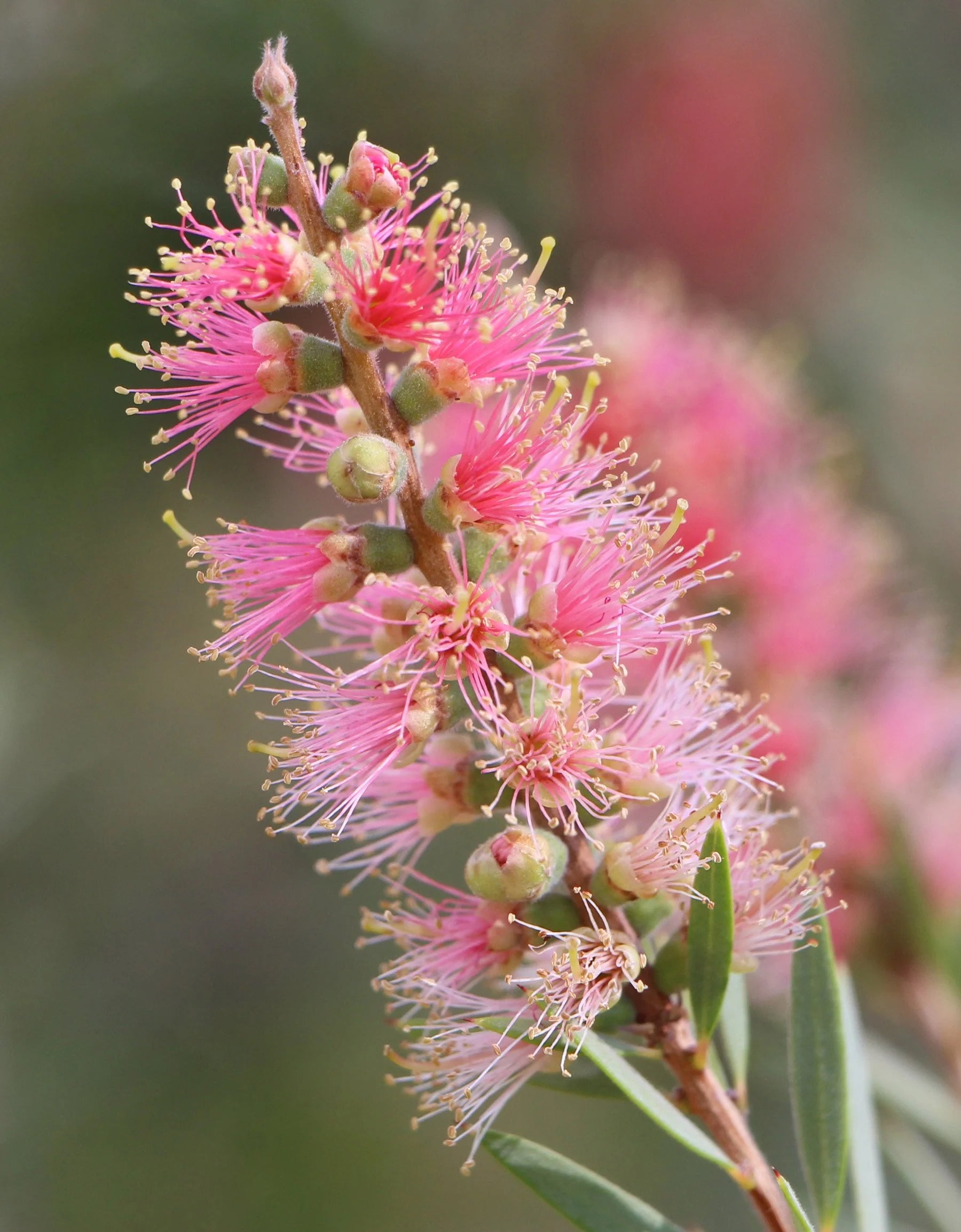 Callistemon Sieberi ‘Sugar Candy’ (Sugar Candy Bottlebrush)