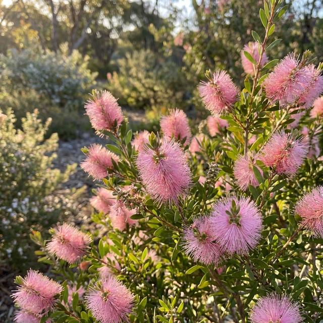 Callistemon ‘CNU15’ (Sweet Burst™ Bottlebrush)
