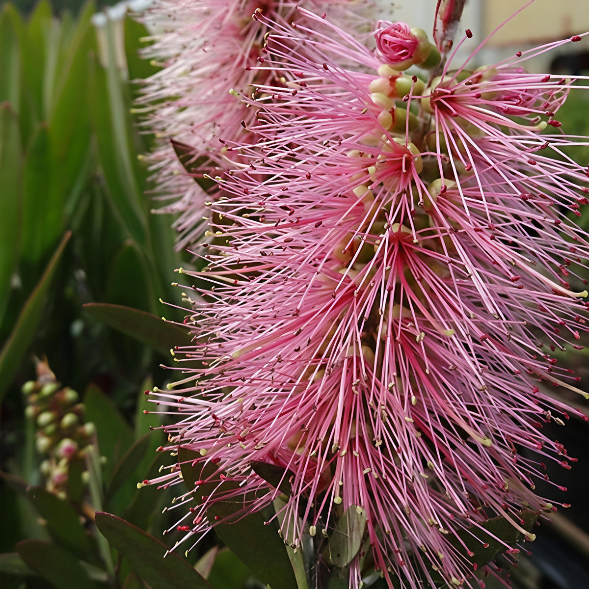 Callistemon ‘CNU15’ (Sweet Burst™ Bottlebrush)