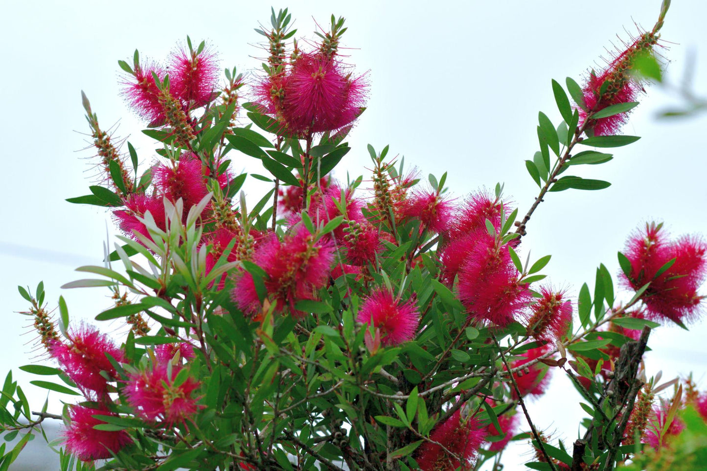 Callistemon Taree Pink (Taree Pink Bottlebrush)