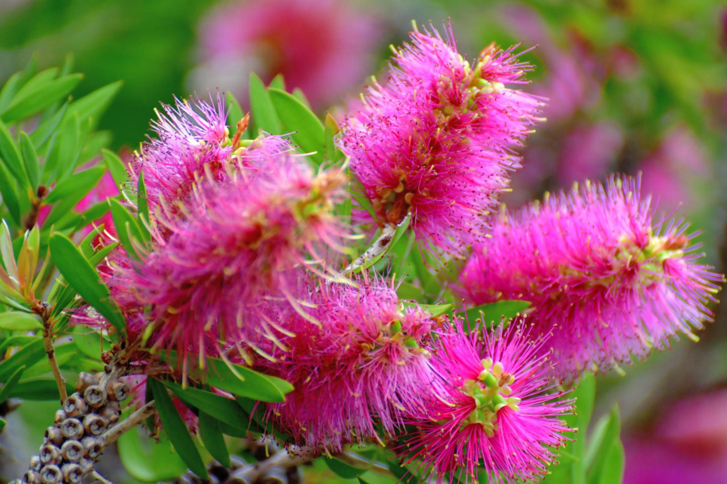 Callistemon Taree Pink (Taree Pink Bottlebrush)