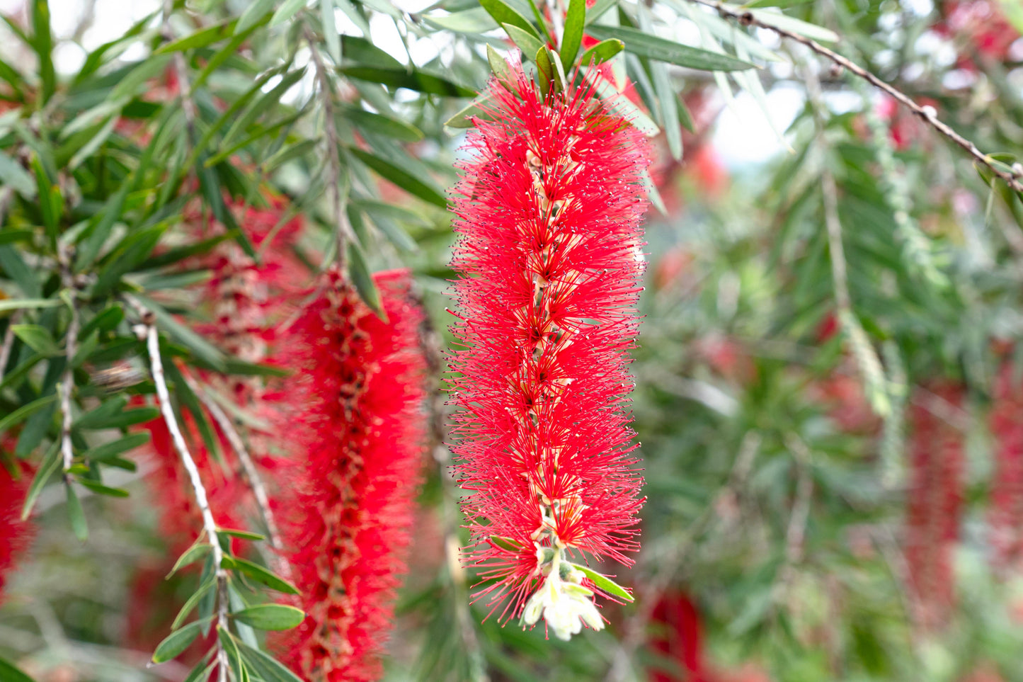 Callistemon Viminalis ‘CV01’ SLIM™ (Slim Bottlebrush)