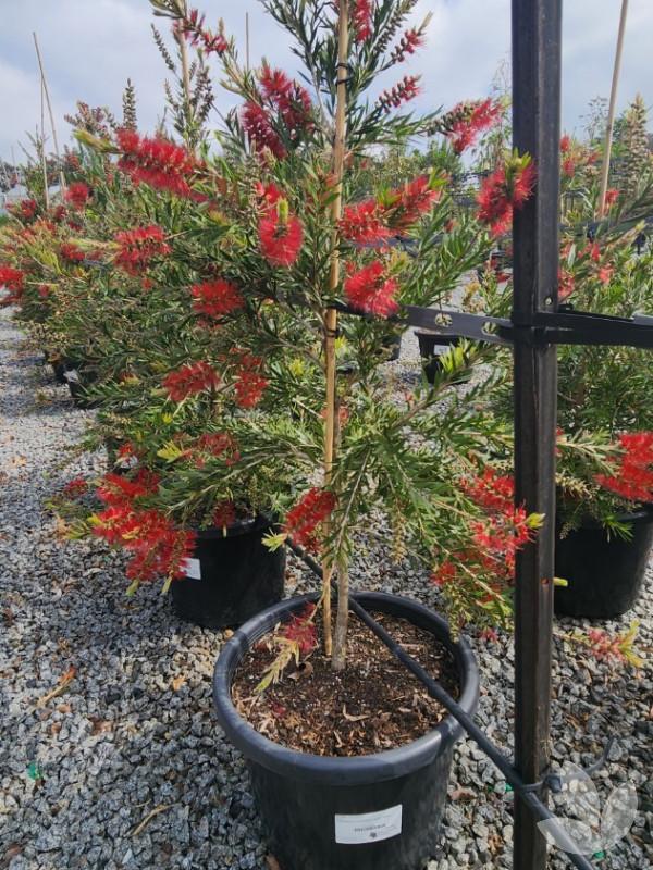 Callistemon Viminalis ‘CV01’ SLIM™ (Slim Bottlebrush)