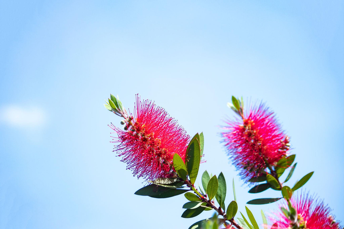 Callistemon Viminalis ‘CV01’ SLIM™ (Slim Bottlebrush)