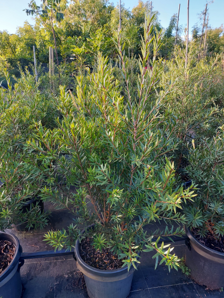 Callistemon Viminalis ‘CV01’ SLIM™ (Slim Bottlebrush)
