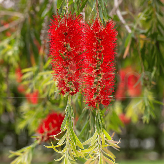 Callistemon Viminalis ‘Dawson River Weeper’ (Dawson River Weeper Bottlebrush)