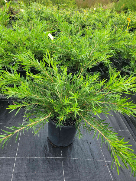 Callistemon Viminalis ‘Dawson River Weeper’ (Dawson River Weeper Bottlebrush)