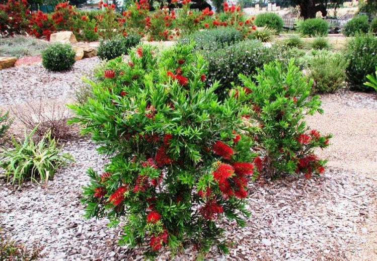 Callistemon Viminalis ‘LC01’ MACARTHUR™ (Macarthur Bottlebrush) (CLEARANCE)