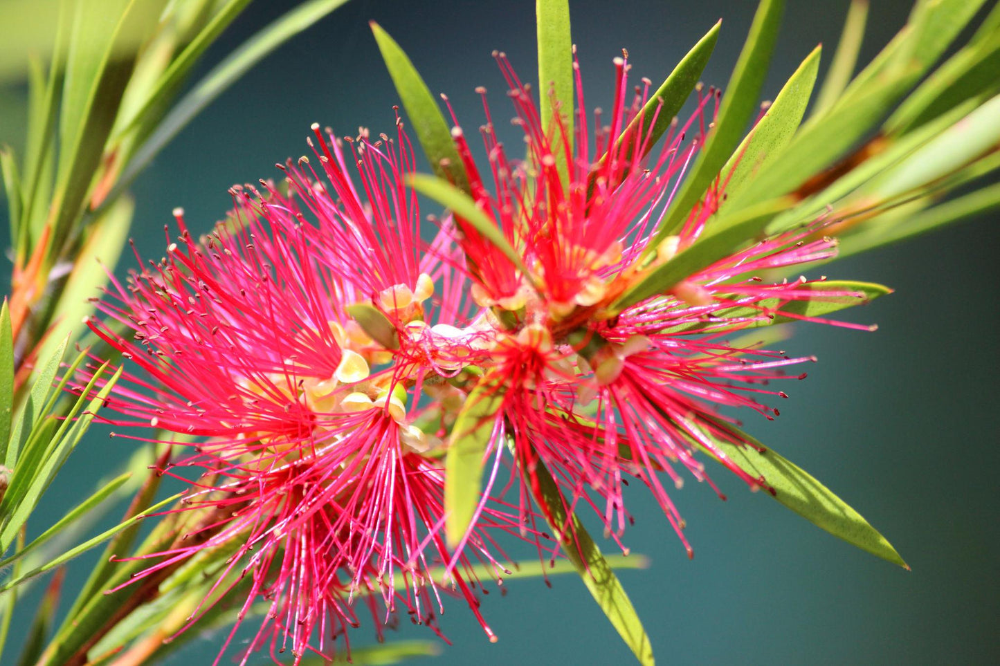 Callistemon Citrinus ‘Endeavour’ (Endeavour Bottlebrush)