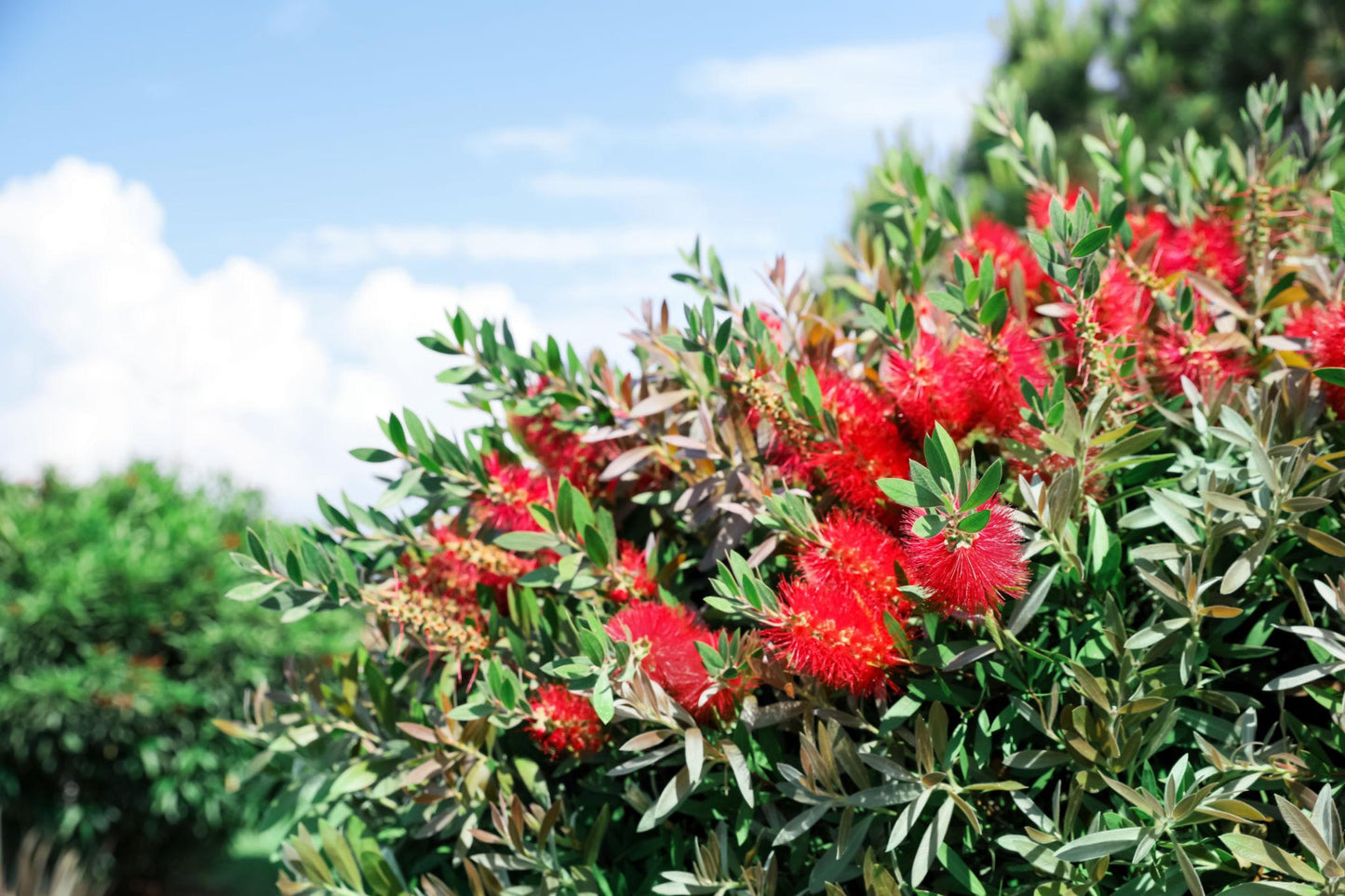 Callistemon Citrinus ‘Endeavour’ (Endeavour Bottlebrush)