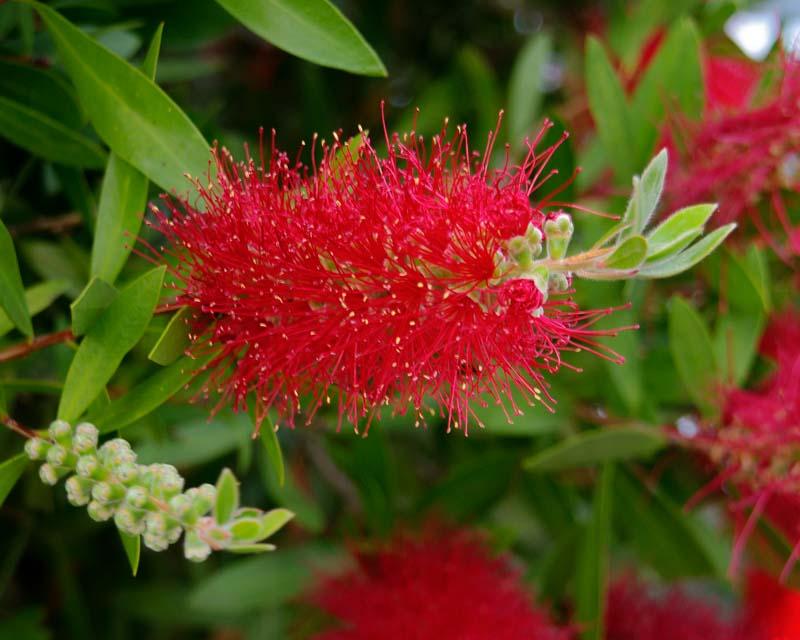 Callistemon Citrinus ‘Endeavour’ (Endeavour Bottlebrush)