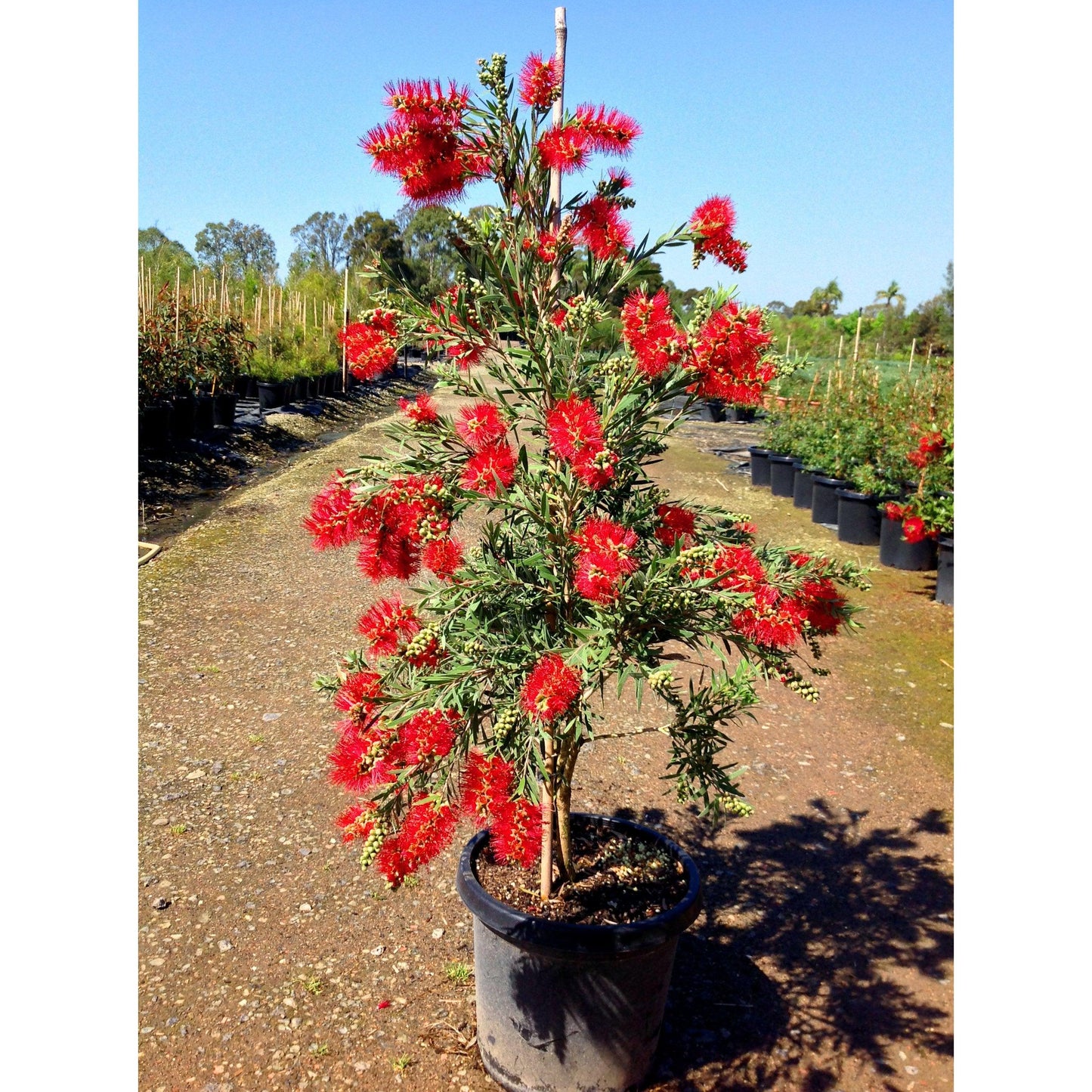 Callistemon Citrinus ‘Endeavour’ (Endeavour Bottlebrush)