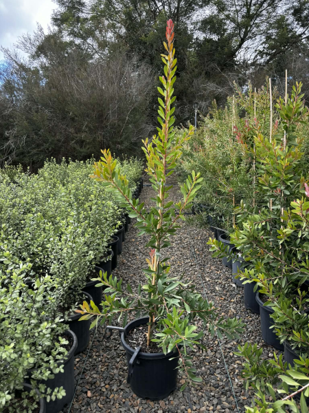 Callistemon Citrinus ‘Endeavour’ (Endeavour Bottlebrush)