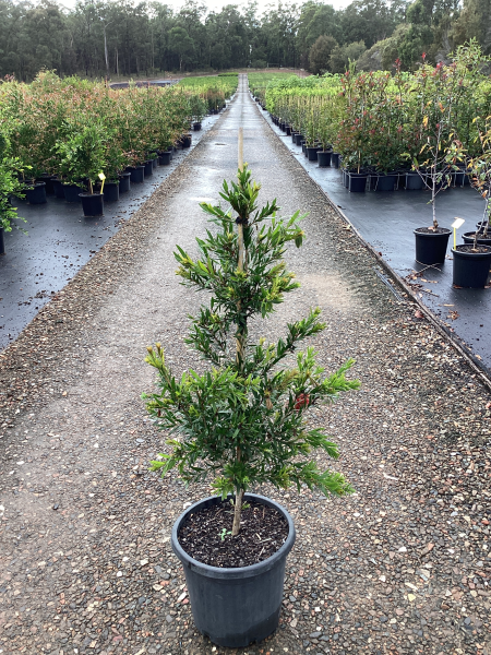 Callistemon Viminalis ‘LC01’ MACARTHUR™ (Macarthur Bottlebrush)