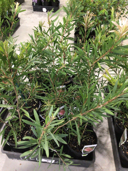 Callistemon 'Pink Champagne' (Pink Champagne Bottlebrush)