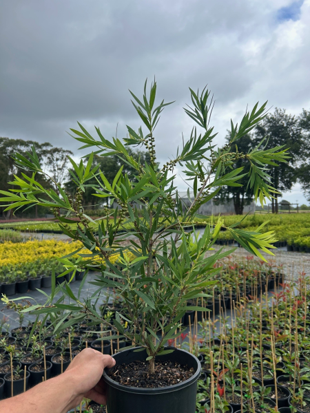 Callistemon Viminalis Wilderness White (Wilderness White Bottlebrush)