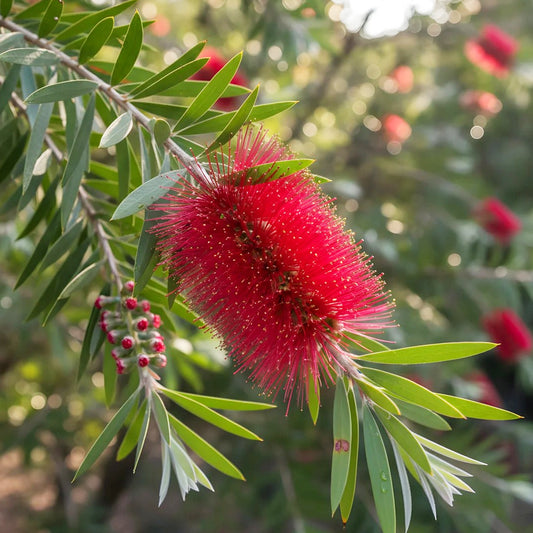 Callistemon Viminalis ‘Captain Cook’ (Captain Cook Bottlebrush)