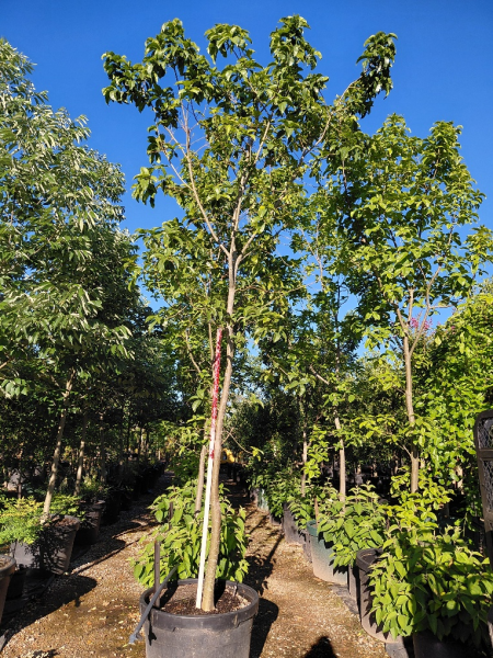 Calodendrum Capense (Cape Chestnut)