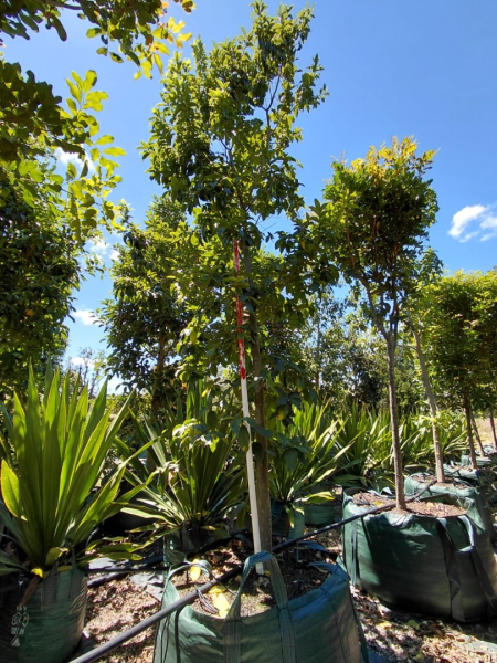 Calodendrum Capense (Cape Chestnut)