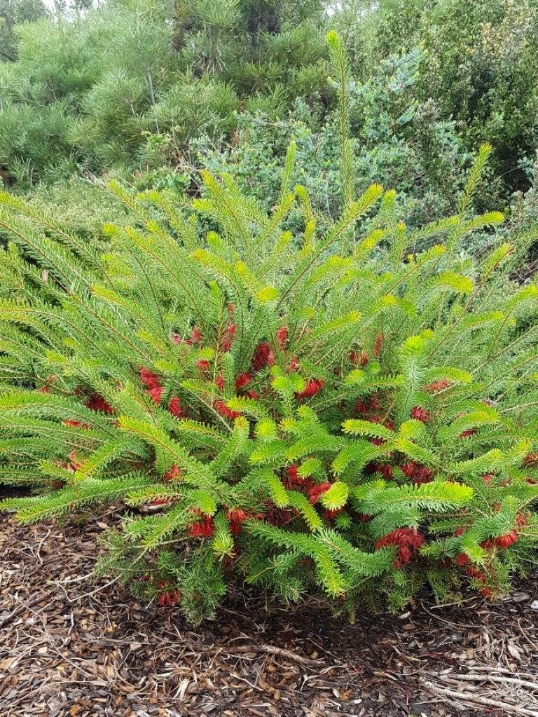 Calothamnus Quadrifidus Prostrate (Prostrate One-Sided Bottlebrush)