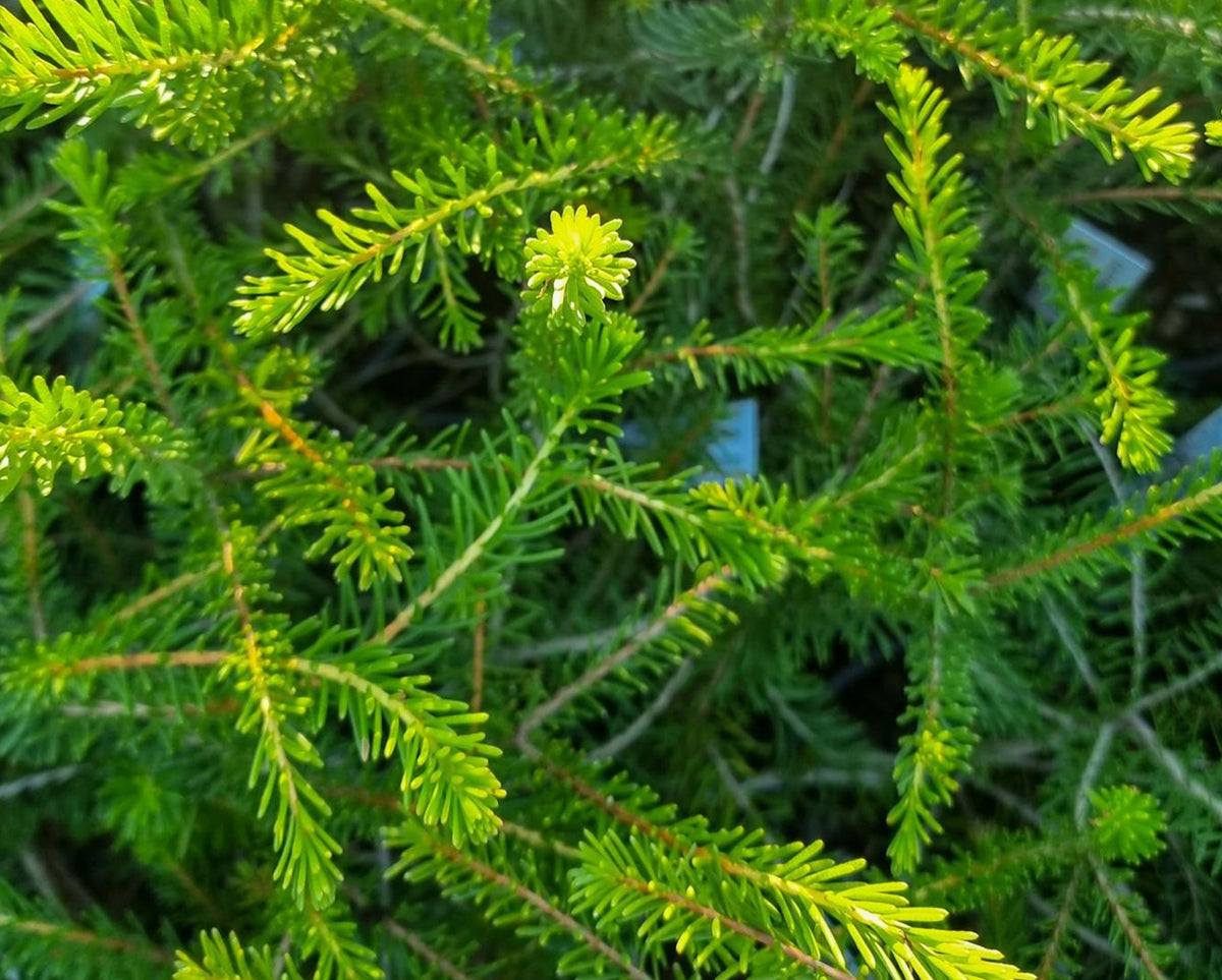 Calothamnus Quadrifidus Prostrate (Prostrate One-Sided Bottlebrush)