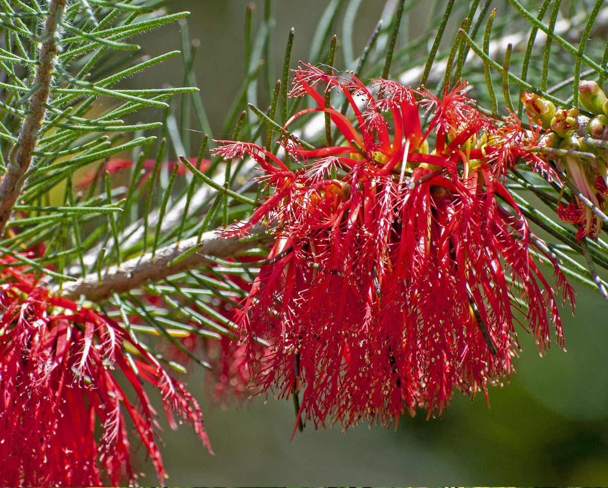 Calothamnus Quadrifidus Prostrate (Prostrate One-Sided Bottlebrush)