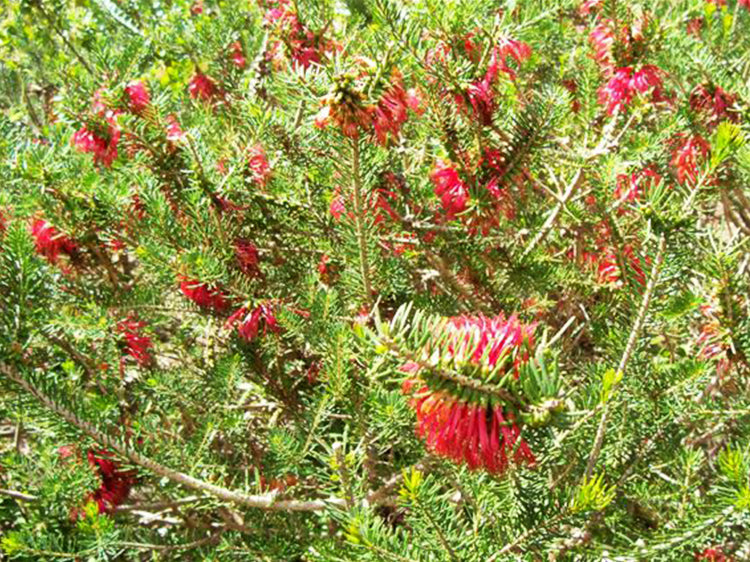 Calothamnus Quadrifidus (Dwarf One-Sided Bottlebrush) DWARF