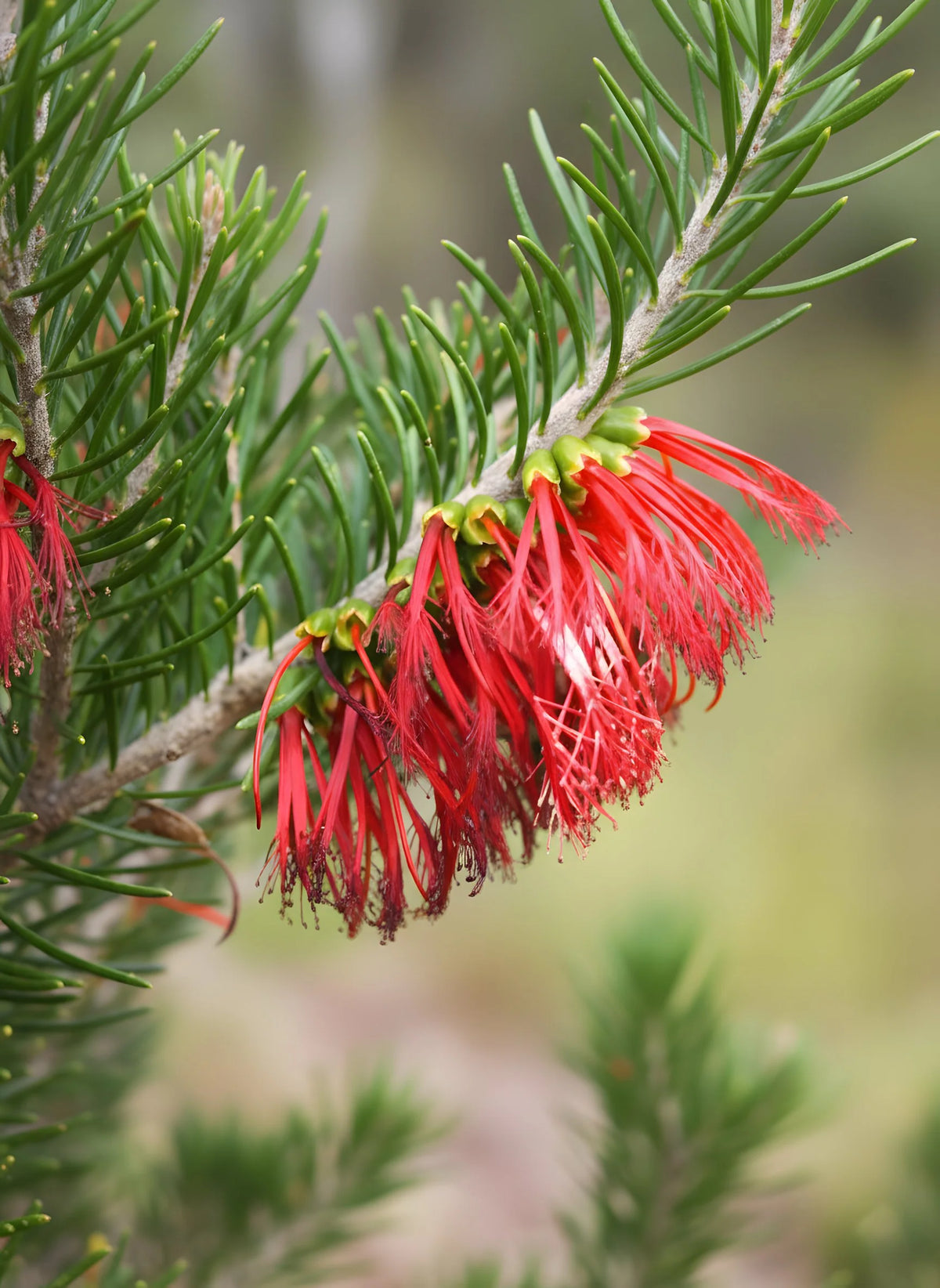 Calothamnus Quadrifidus (Dwarf One-Sided Bottlebrush) DWARF