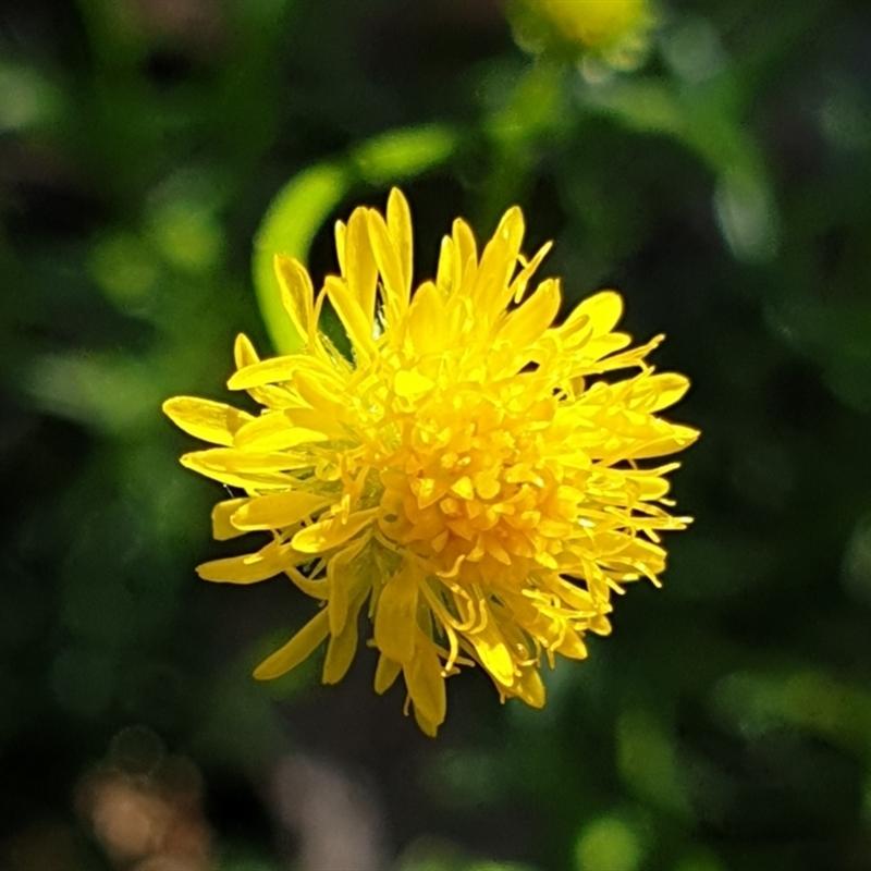Calotis Lappulacea (Yellow Burr-Daisy)