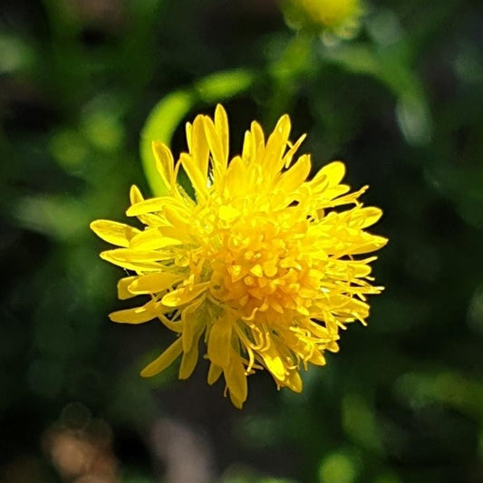 Calotis Lappulacea (Yellow Burr-Daisy)