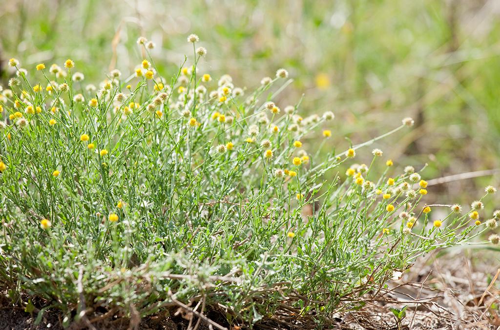 Calotis Lappulacea (Yellow Burr-Daisy)