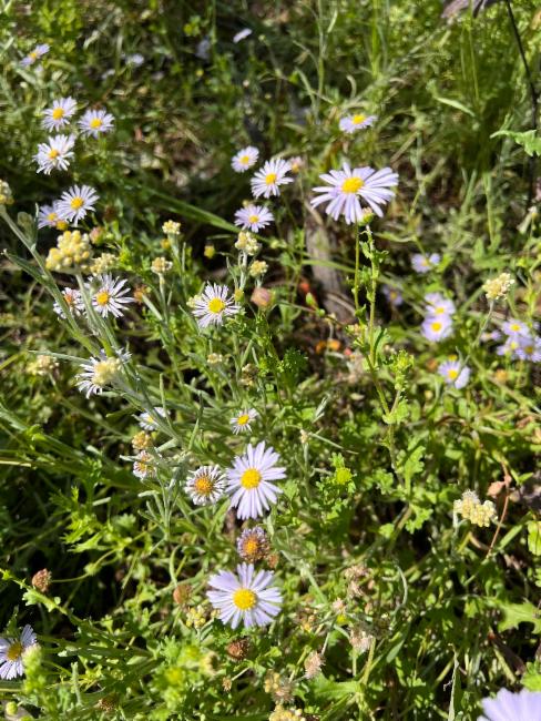 Calotis Cuneifolia (Purple Burr Daisy)