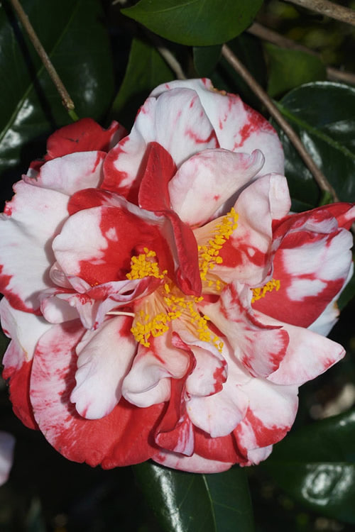 Camellia japonica ‘Dixie Knight Supreme’