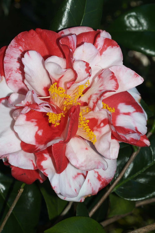 Camellia japonica ‘Dixie Knight Supreme’