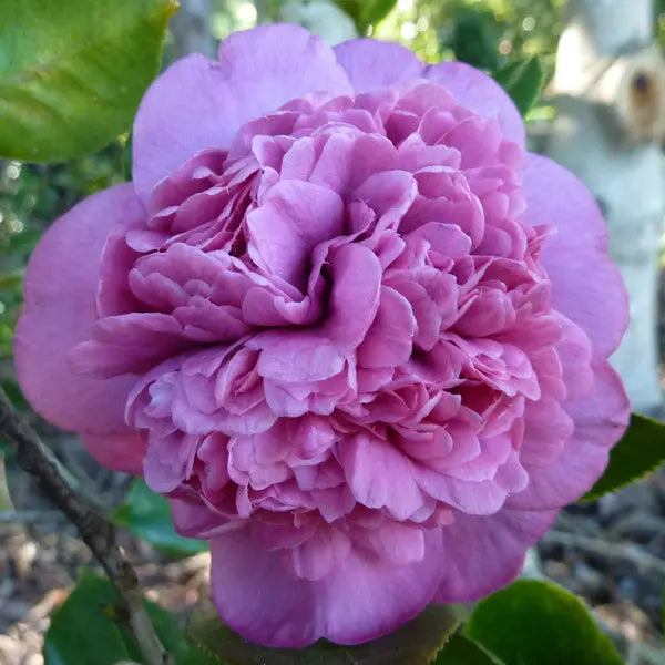 Camellia japonica 'Dona Herzilia de Freitas Magalhaes'