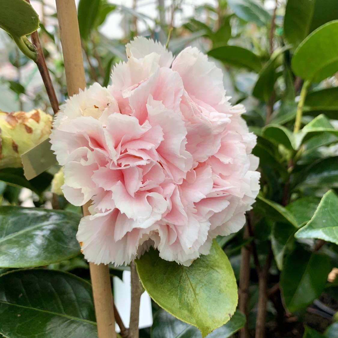 Camellia japonica ‘Hawaii’