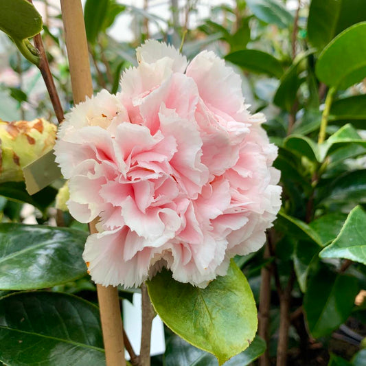 Camellia japonica ‘Hawaii’