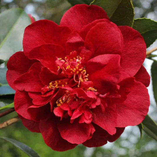 Camellia japonica ‘Bob Hope’