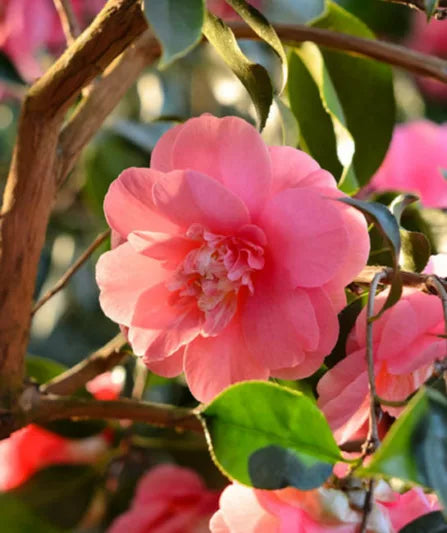 Camellia japonica ‘Elegans’