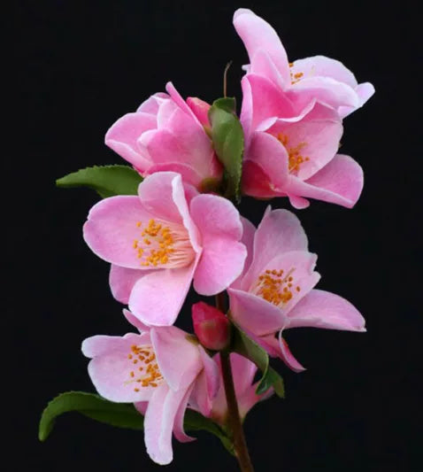 Camellia ‘Minato No Akebono’