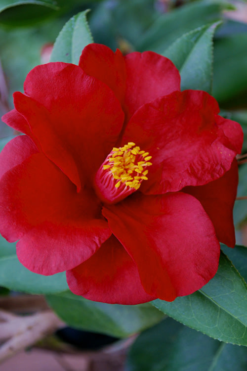 Camellia japonica ‘Royal Velvet’