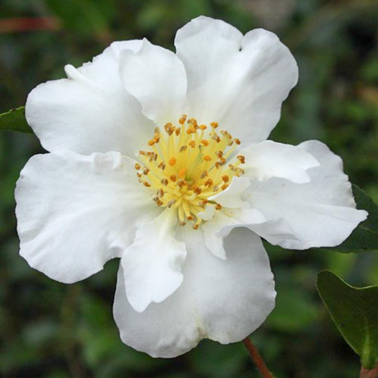 Camellia Sasanqua ‘Setsugekka’