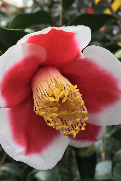 Camellia japonica ‘Tama No Ura’